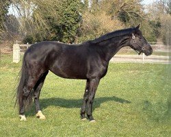 dressage horse Zauberfee HCW (Hanoverian, 2022, from Zauberlehrling PS OLD)