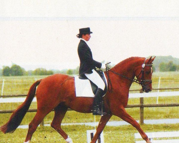 dressage horse Montoya 12 (Trakehner, 2002, from Buddenbrock)