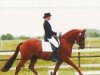 dressage horse Montoya 12 (Trakehner, 2002, from Buddenbrock)