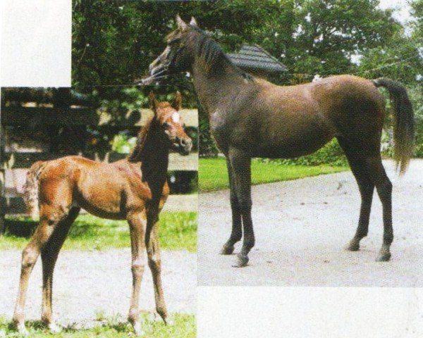 horse US Nujaima ox (Arabian purebred, 2005, from Emiratus B EAO)