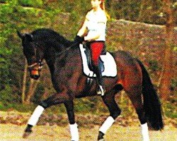 broodmare Salila (Hanoverian, 1997, from Sugunas xx)