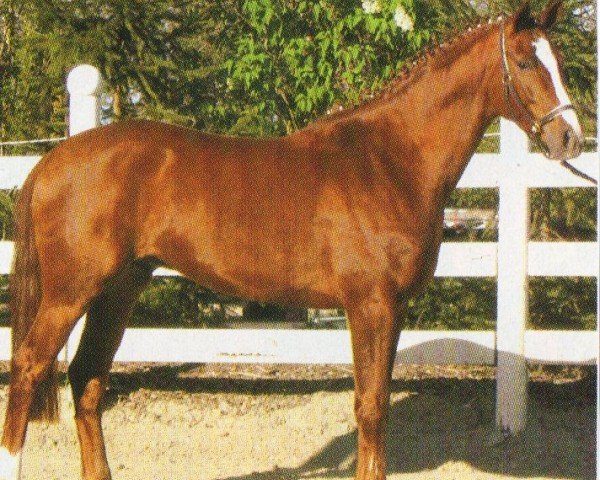 horse Hengst von Pamir ox (Mecklenburg, 2003, from Pamir ox)