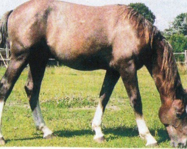 Pferd Nariston's Glamour (Oldenburger, 2004, von Nariston)