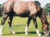 Pferd Nariston's Glamour (Oldenburger, 2004, von Nariston)