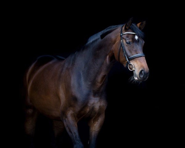 jumper Francis Royal 3 (Oldenburg, 2013, from Franziskus FRH)