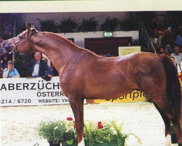 stallion Da Kairo ox (Arabian purebred, 2000, from Da Korrado ox)