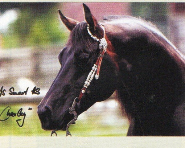 stallion As smart as Charley (Quarter Horse, 1994, from As Smart as the Fox)