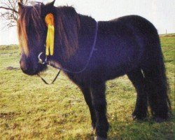 horse Nidoran (Shetland Pony, 1998, from Norbert)