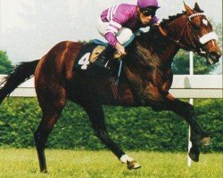 stallion Maddolan xx (Thoroughbred, 1988, from Königsstuhl xx)