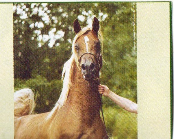 stallion Saskatoon ox (Arabian purebred, 2001, from Sarezin ox)