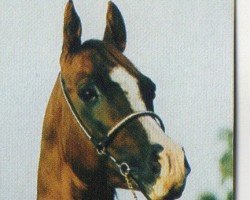 stallion Da Dukat ox (Arabian thoroughbred, 1996, from Kais ox)