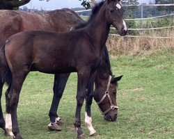 foal by Cherrias (Hanoverian, 2024, from Chubakko)