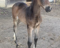 foal by Eddy (Hanoverian, 2025, from Edward 28)