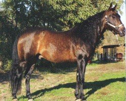 Deckhengst Sparkling Freckles (Quarter Horse, 1995, von Shining Spark)
