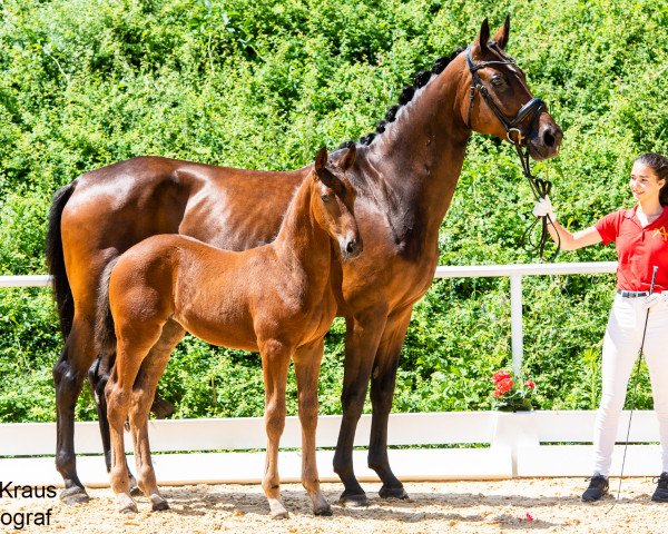 dressage horse Sensation FH (Austrian Warmblood, 2021, from Vainqueur)