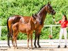 dressage horse Sensation FH (Austrian Warmblood, 2021, from Vainqueur)