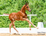 dressage horse Voltaire FH (Austrian Warmblood, 2021, from Vainqueur)