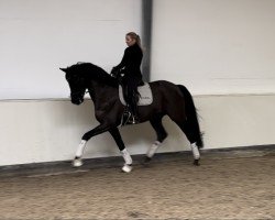 dressage horse Deja Vu 95 (Rhinelander, 2016, from Don Romanov)