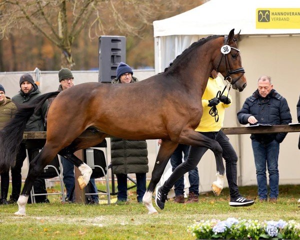 dressage horse San Valentino 6 (Westphalian, 2022, from Secret Game)