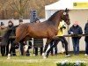 dressage horse Hengst von Secret Game / Rock Forever (Westphalian, 2022, from Secret Game)