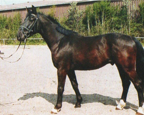 horse Calypso (Alt Wuerttemberg, 2003, from Corse)