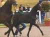 dressage horse Little Lakota (Oldenburg, 2005, from Lord Sinclair III)