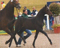 dressage horse Little Lakota (Oldenburg, 2005, from Lord Sinclair III)