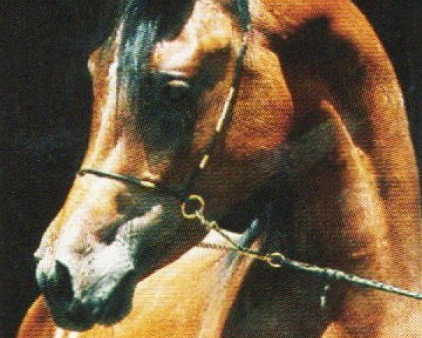 horse Mahdan ox (Arabian purebred, 2001, from Madallan Madheen EAO)