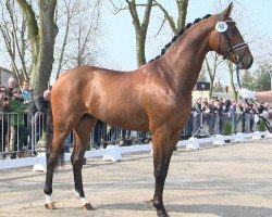 dressage horse Sonnenkonig (Oldenburg, 2012, from Sir Donnerhall I)