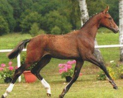 jumper Toulouse 69 (Hanoverian, 2005, from Toronto)