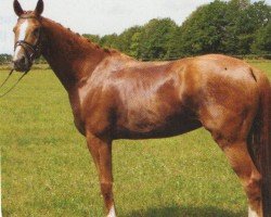 Pferd Ingwer 29 (Trakehner, 1999, von Guy Laroche)