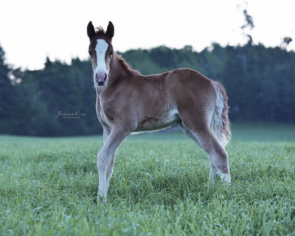 broodmare Nouvel Amour H (German Riding Pony, 2019, from Fs Numero Uno)