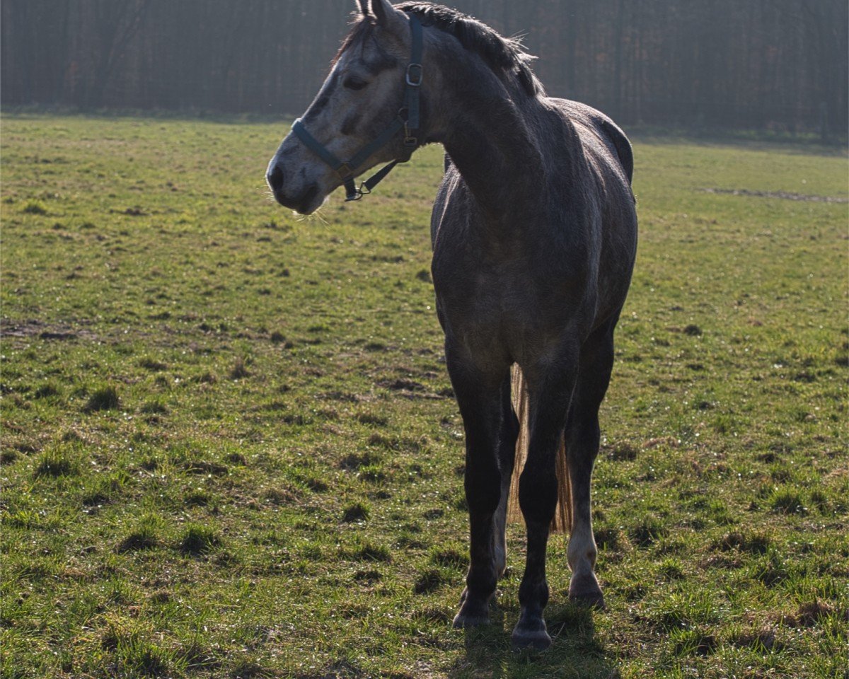 dressage horse Hengst von Benefit / Bonifatius (Oldenburg, 2019, from Benefit)