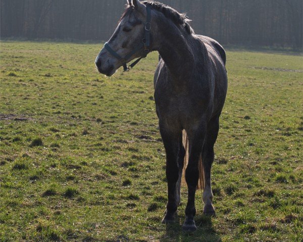 Dressurpferd Hengst von Benefit / Bonifatius (Oldenburger, 2019, von Benefit)