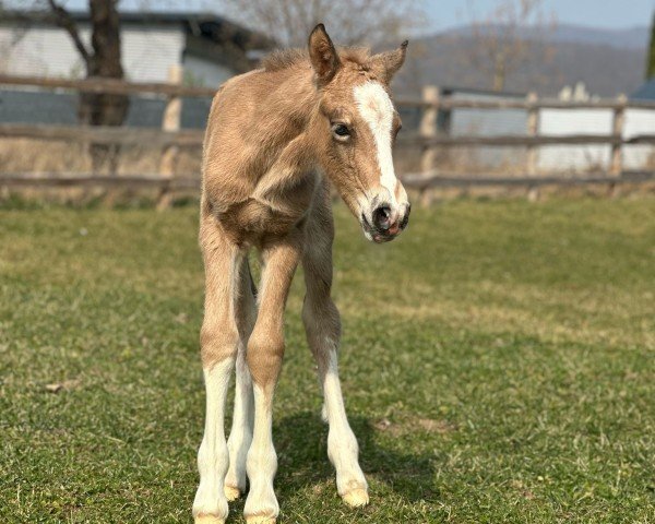 foal by Veritas Springfairy (Welsh-Cob (Sek. D), 2025, from Cornwall Optimus Prime WE)