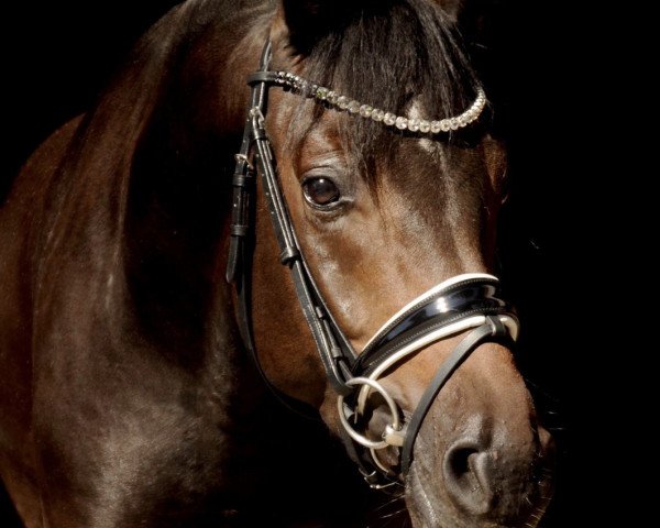 dressage horse Benetton Boy Hs (German Riding Pony, 2017, from Benetton S)