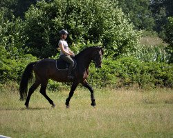 jumper Dilarius (Hanoverian, 2016, from Diacontinus)