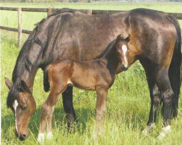 broodmare Ela (Hanoverian, 1996, from Exorbitant xx)