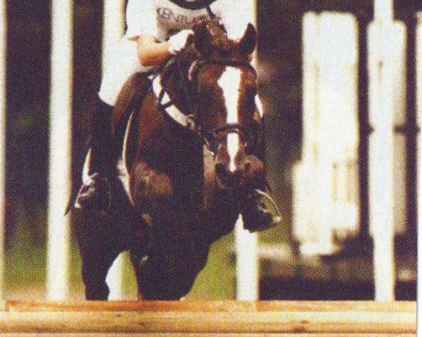 Deckhengst Moorland's Galwin (New-Forest-Pony, 1989, von Tomatin Golden Gorse)