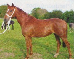 broodmare Esprit Melody (Oldenburg, 1997, from Highland Chieftain xx)