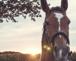 jumper Vanity Fair 28 (Hanoverian, 2016, from van Gogh)