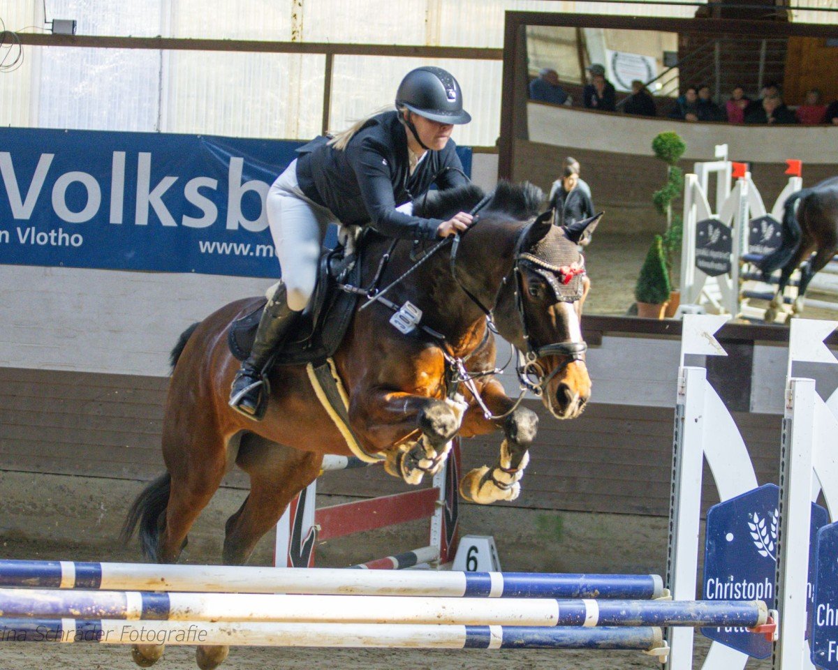 Springpferd Von Und Zu 5 (Deutsches Sportpferd, 2016, von Voltaire)