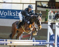 jumper Von Und Zu 5 (German Sport Horse, 2016, from Voltaire)