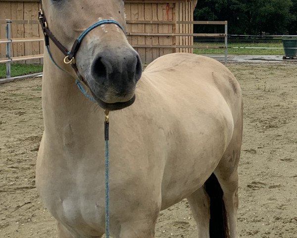 horse Ilui (Fjord Horse, 2018, from Ingolf)