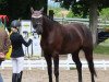 dressage horse Falkor BB (Oldenburg, 2018, from Finest)