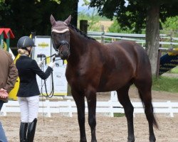 dressage horse Falkor BB (Oldenburg, 2018, from Finest)