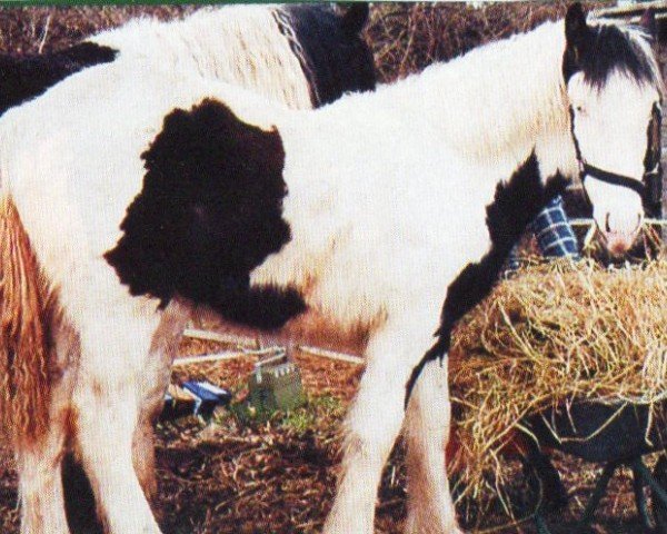 Pferd Milan (Tinker / Irish Cob / Gypsy Vanner, 2003, von Merlin The Magician)