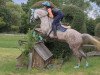 jumper Canvey (German Sport Horse, 2013, from Calidrio)