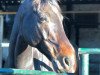 jumper Con Sire (Oldenburg show jumper, 2007, from Converter I)