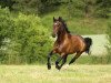 dressage horse Sierra Nevada 22 (Hanoverian, 2010, from Sinatra Song)